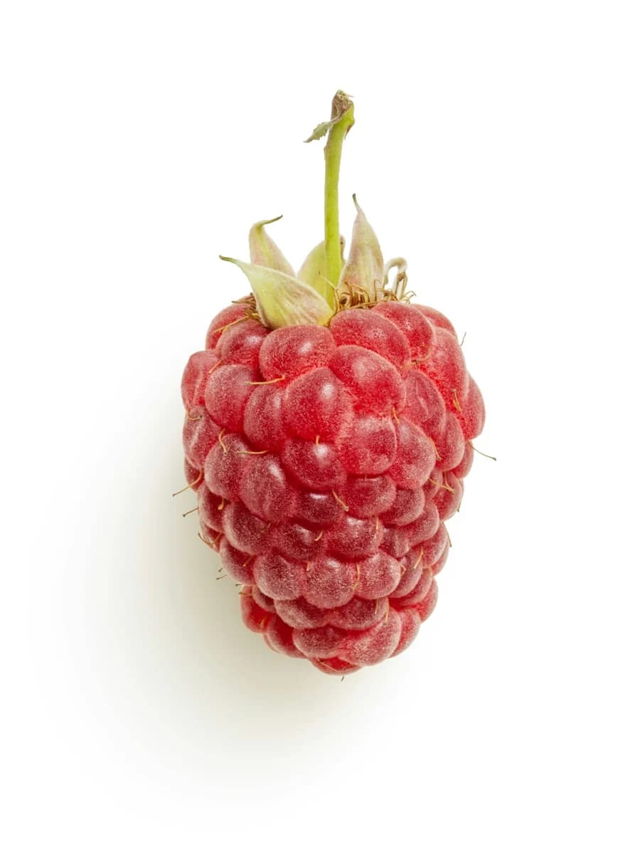 A real raspberry showing its delicate natural texture.