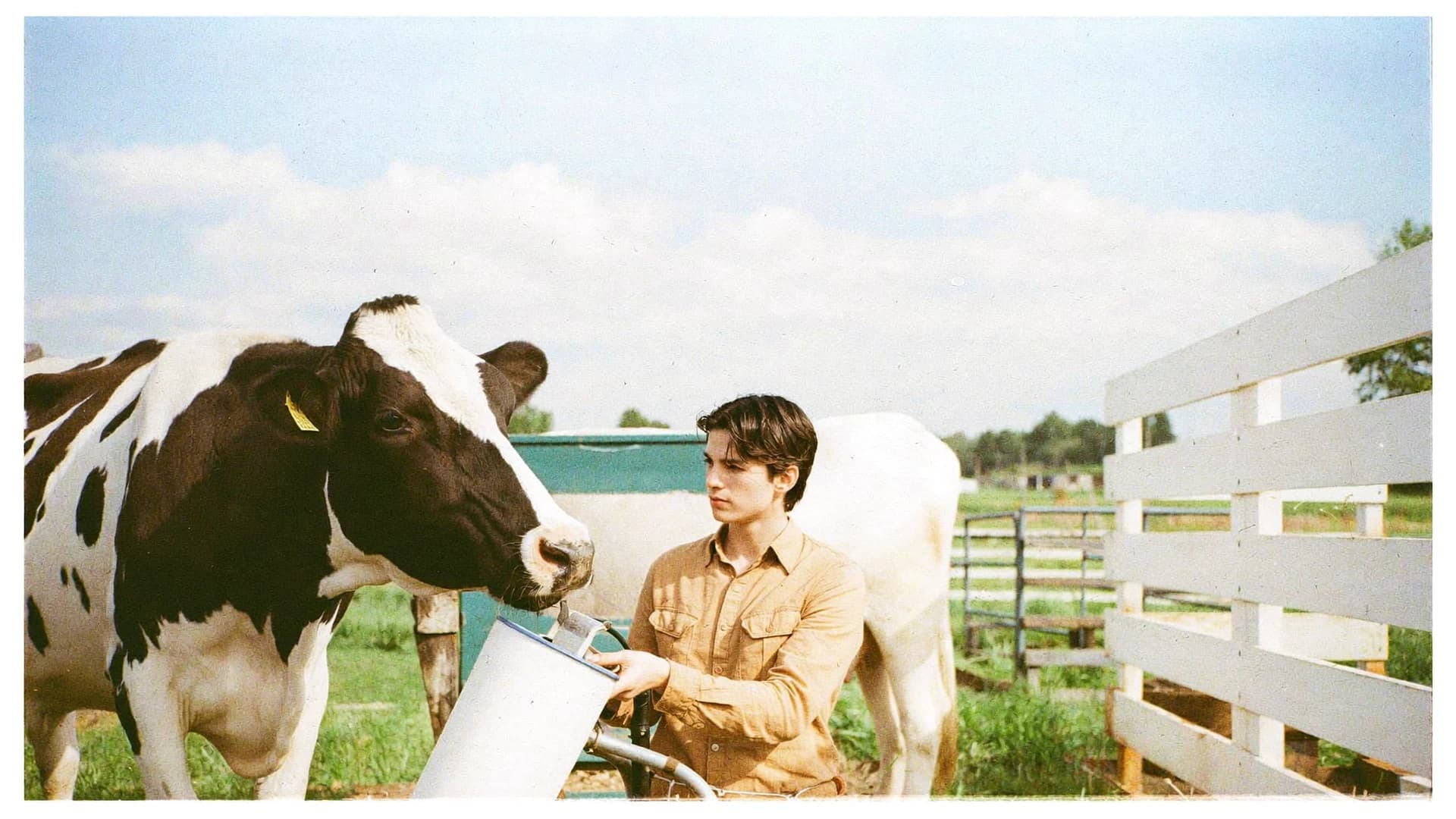 Young farmer beside a dairy cow, holding a milk pail.
